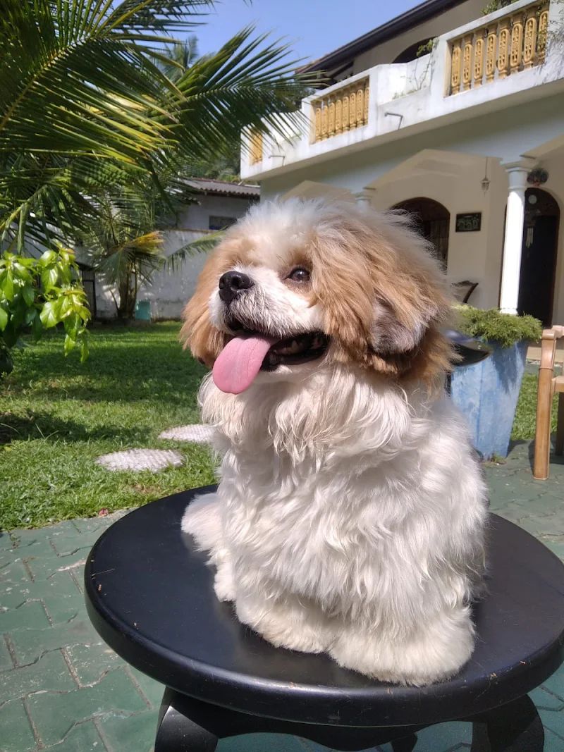 Dog Grooming Hero Background